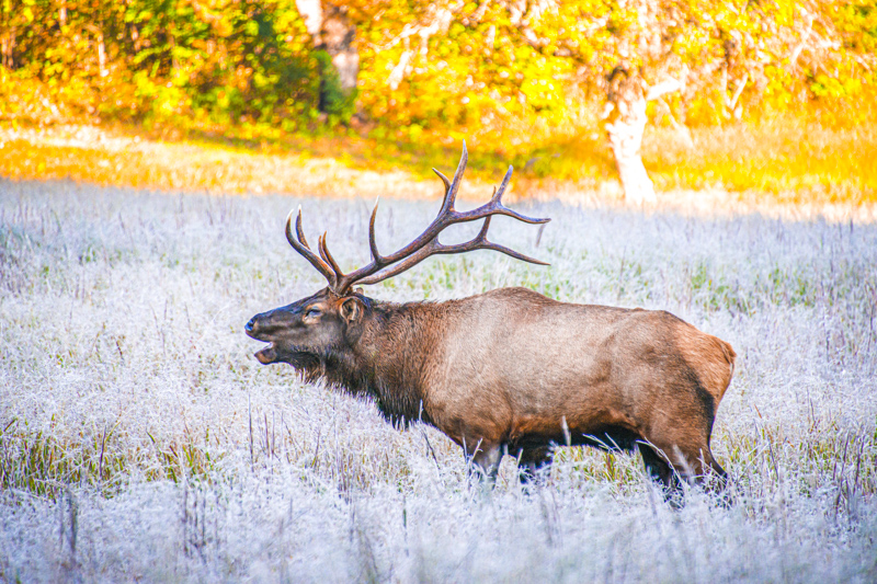 Elk à Cataloochee