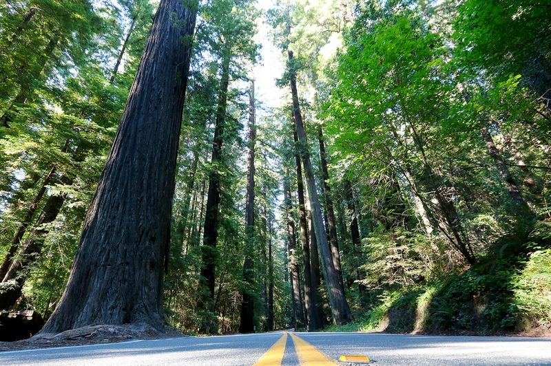 Avenue of The Giants