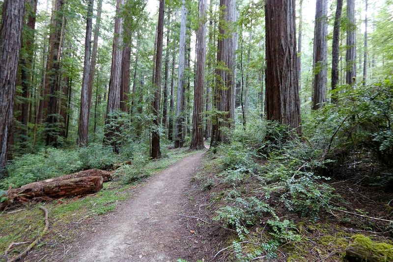 Homestead and Big Tree Loop