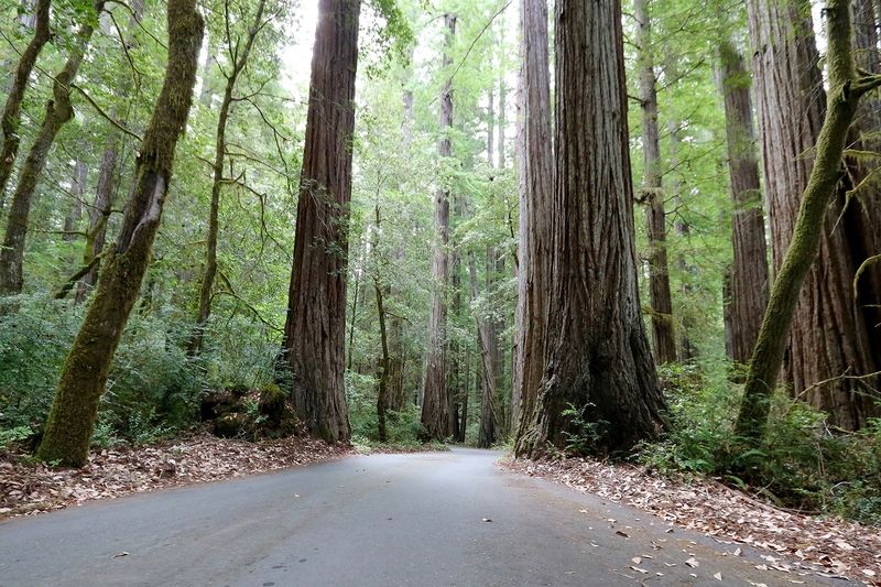 Mattole Road