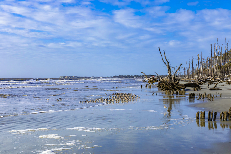 Hunting Island Boneyard Beach