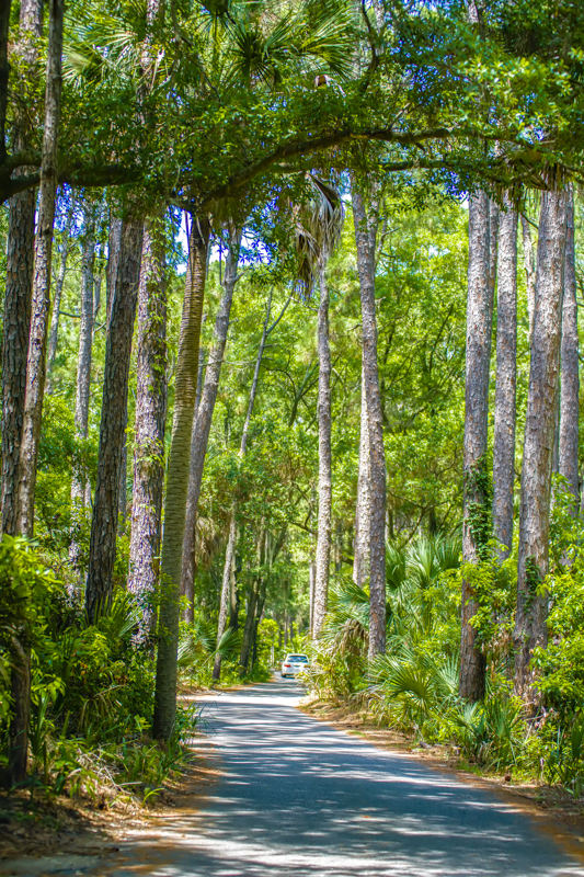 Hunting Island Drive