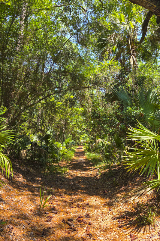 Hunting Island Trails