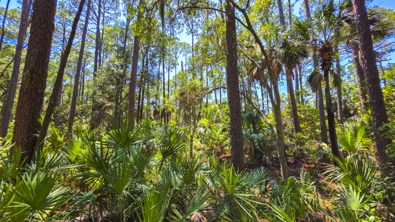 Hunting Island Trails