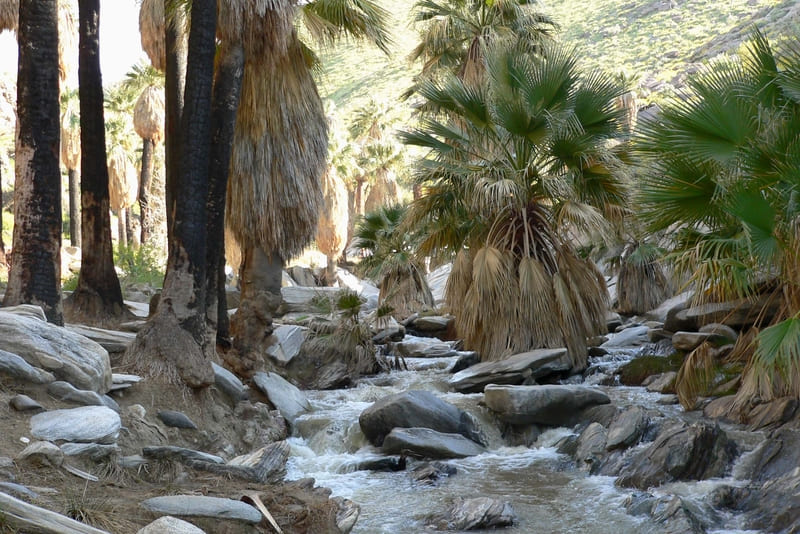 Palm Canyon