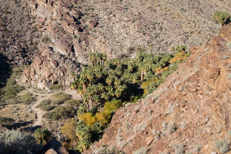 Palm Canyon, vu de Victor Trail