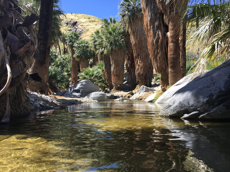 Palm Canyon