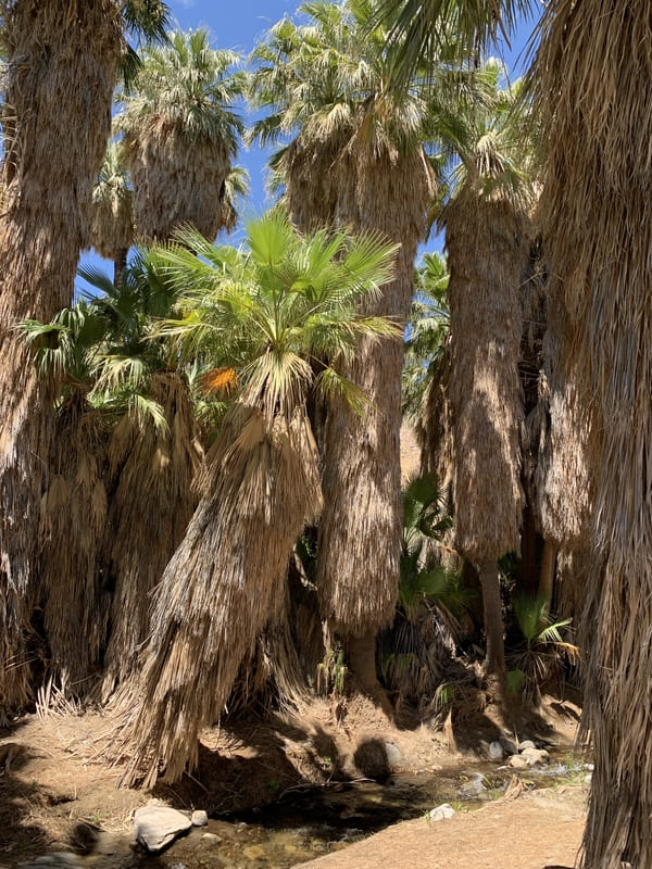 Andreas Canyon Trail