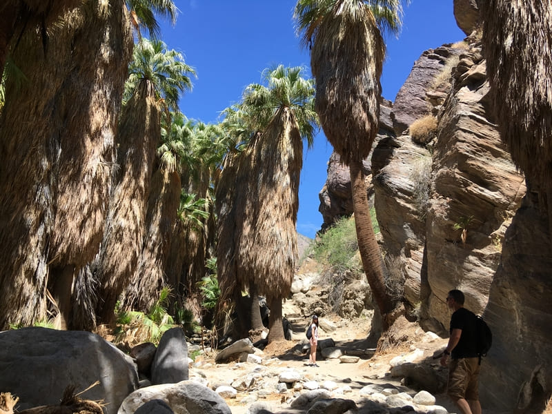 Andreas Canyon Trail