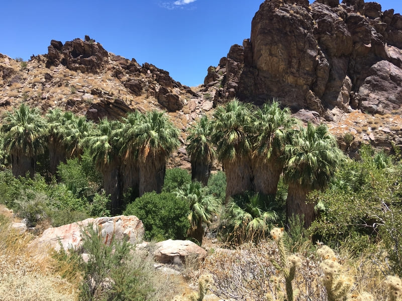 Andreas Canyon Trail
