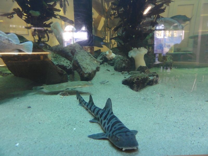 Santa Monica Pier Aquarium