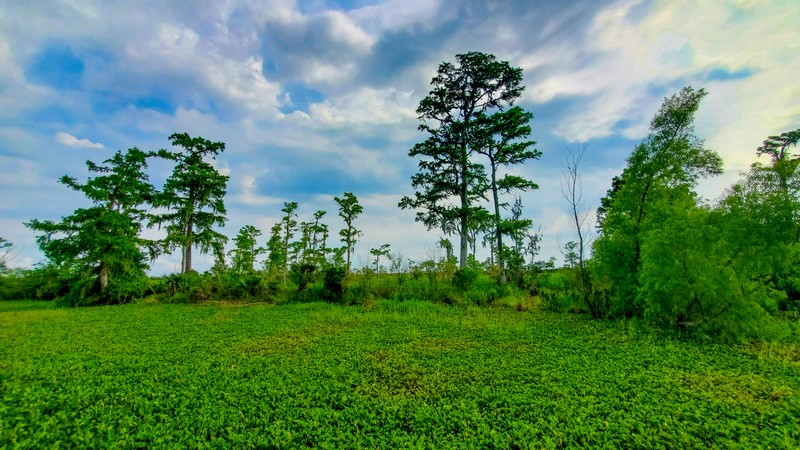Bayou Coquille Trail