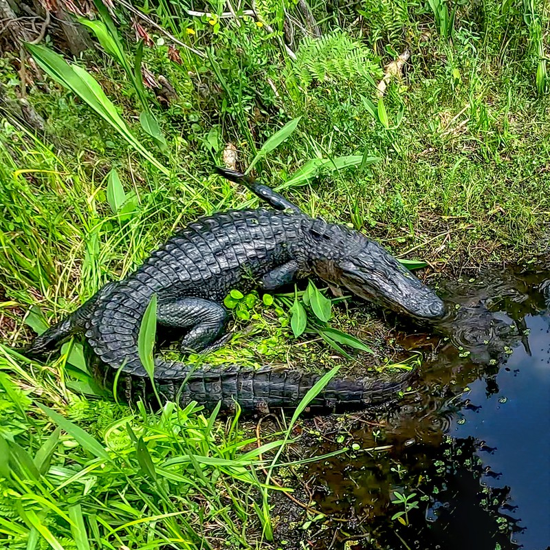 Visitor Center Trail