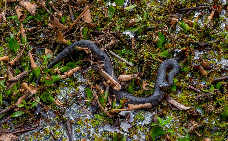 Bayou Coquille Trail