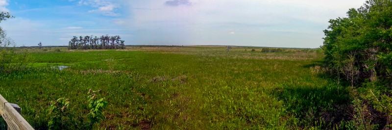 Marsh Overlook Trail