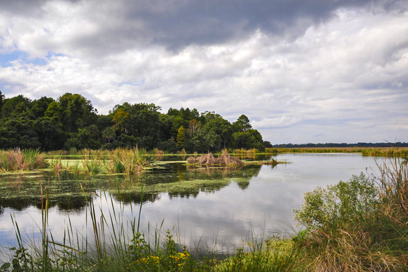 Magnolia Marsh