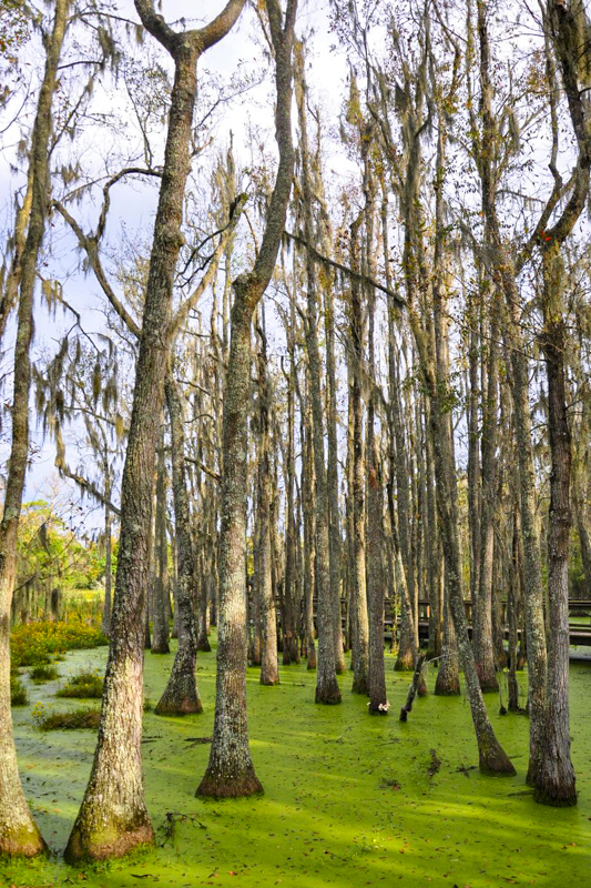 Audubon Swamp Garden