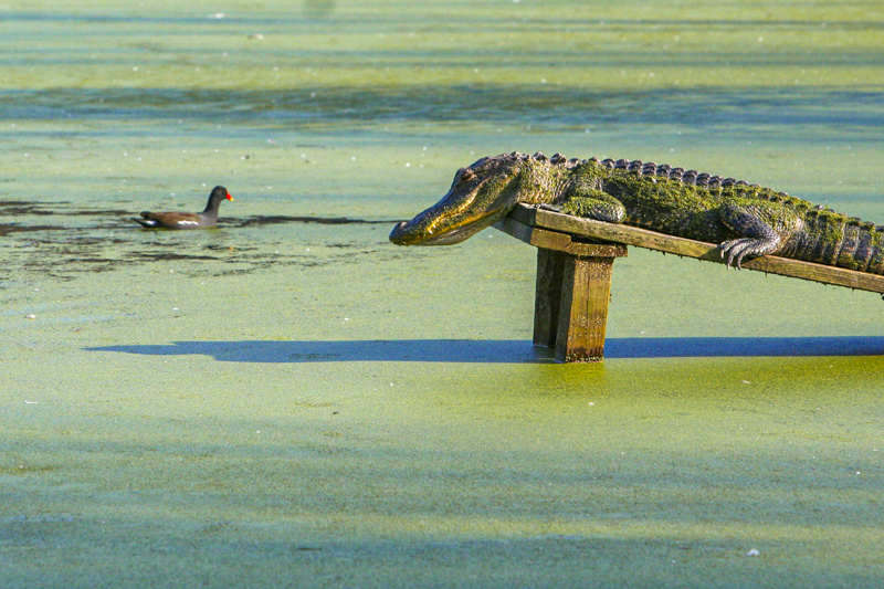 Audubon Swamp Garden