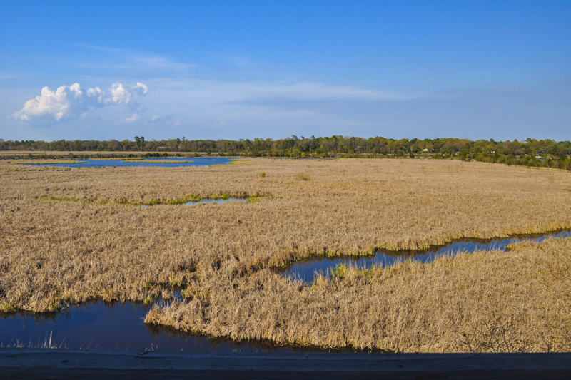Magnolia Marsh vu de Observation Tower