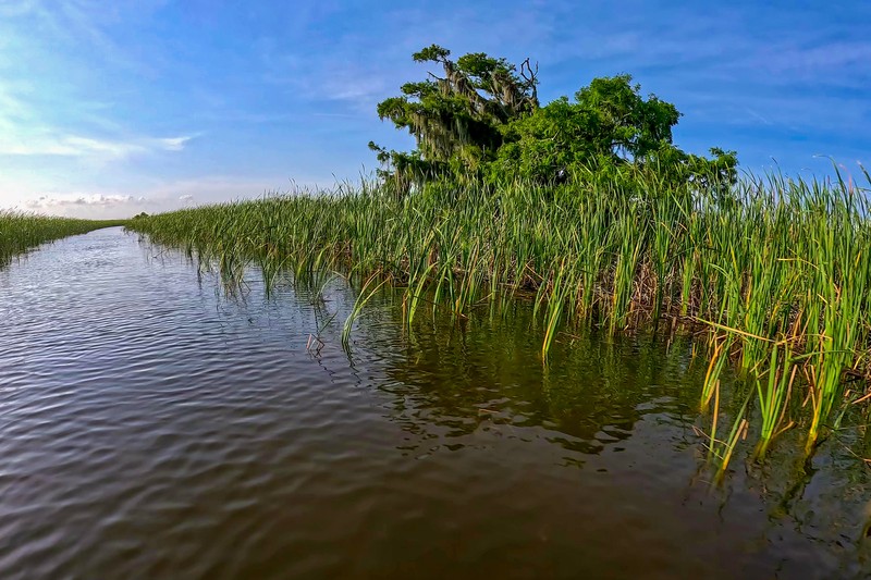 Swamp Tour