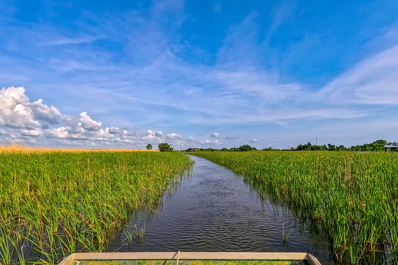 Swamp Tour