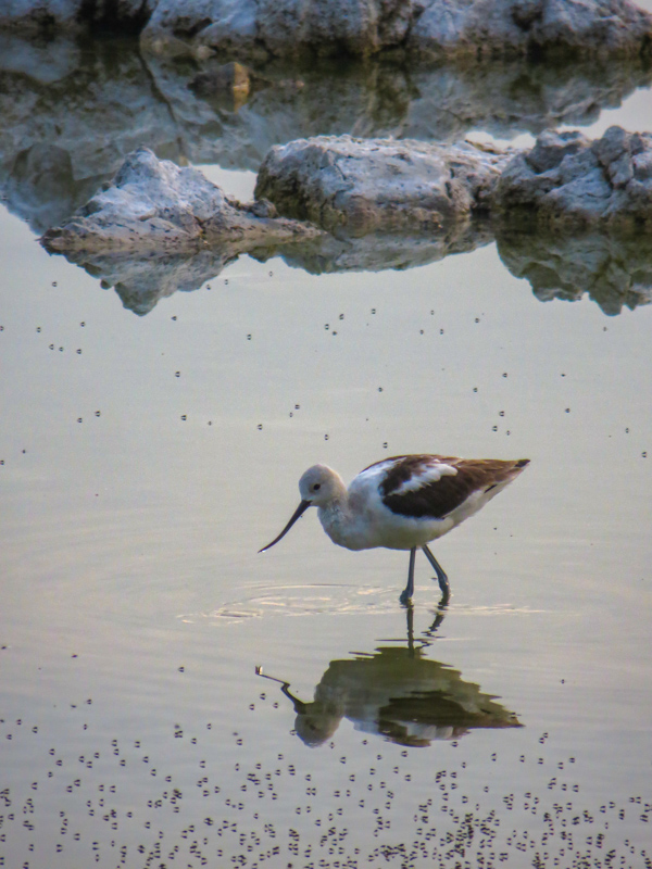 Avocette d'Amérique