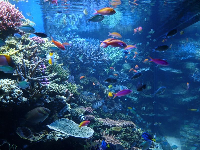 Aquarium de Monterey