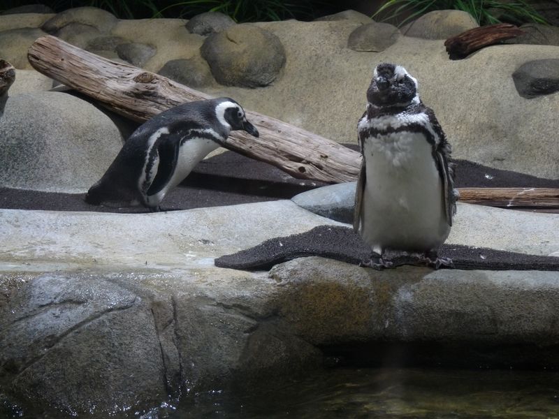 Aquarium de Monterey