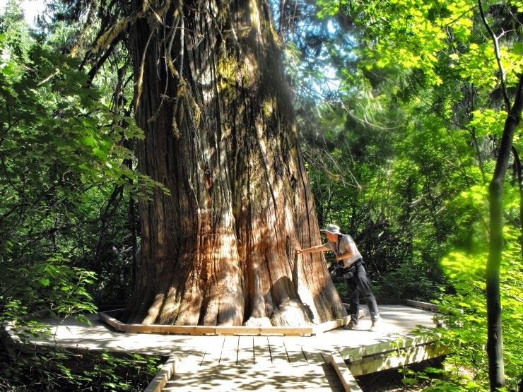 Grove of the Patriarchs