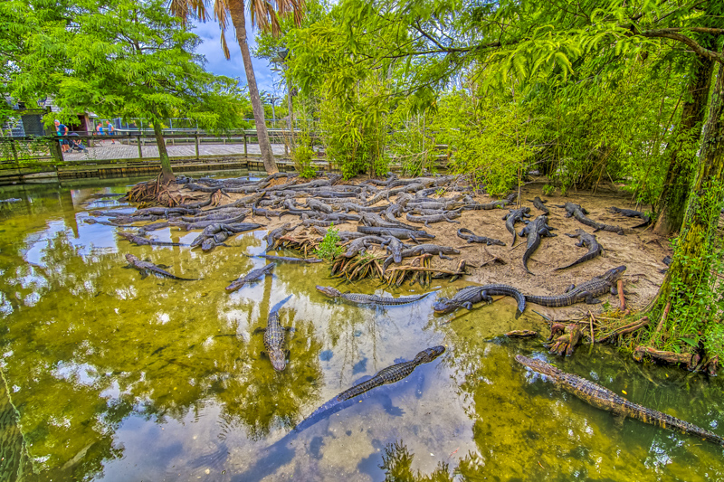 Alligator Adventure