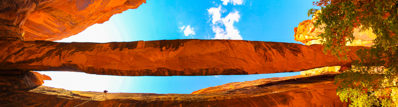 Morning Glory Arch
