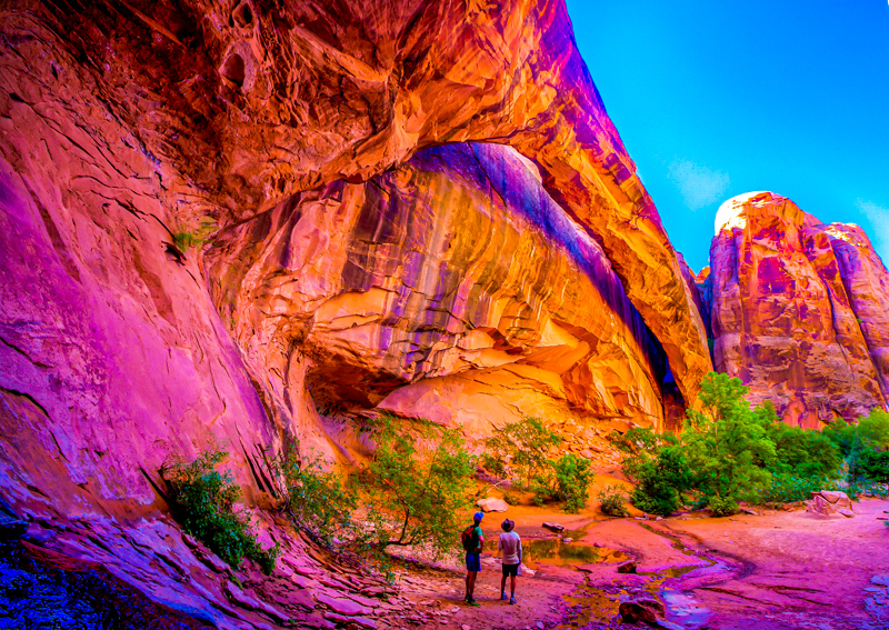 Morning Glory Arch