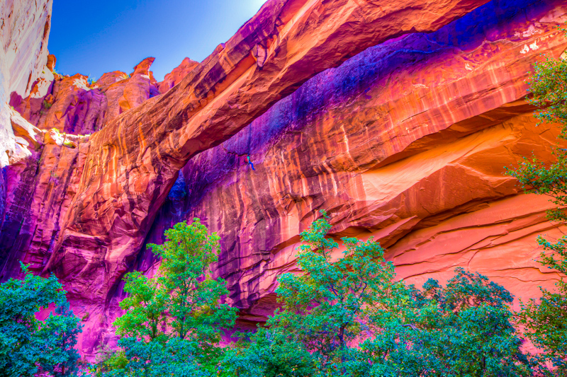 Morning Glory Arch
