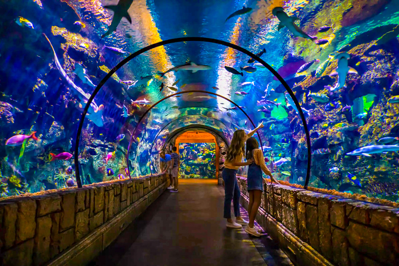 Shark Reef Aquarium