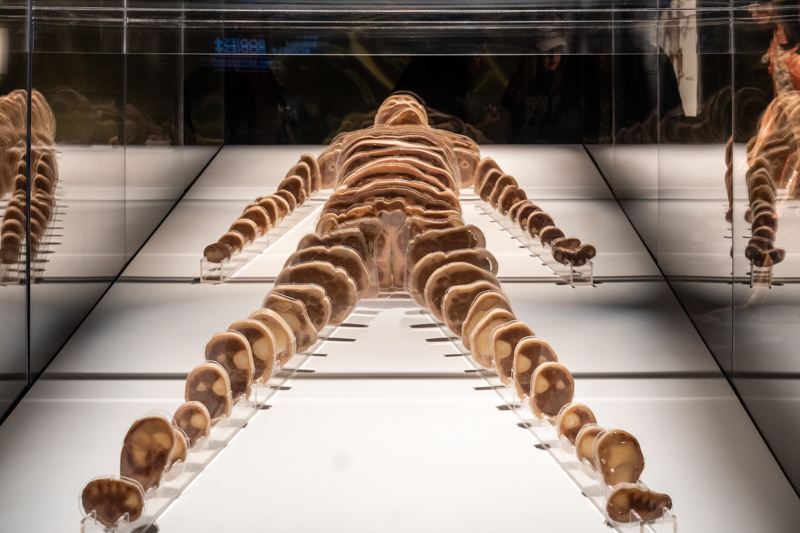 Bodies... The Exhibition