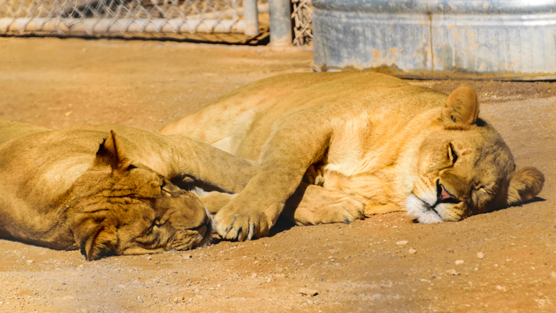 Lion Habitat Ranch