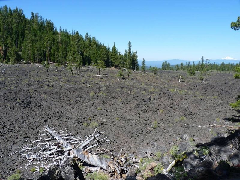 Lava Cast Forest
