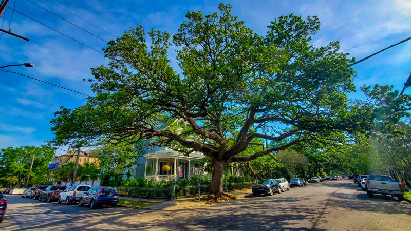 Garden District