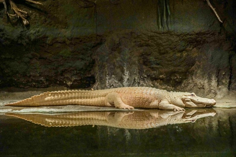 Audubon Zoo