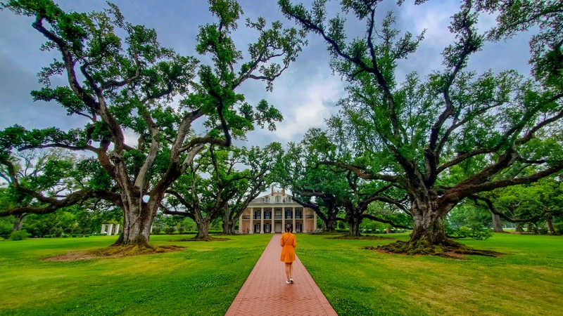 Alley of Oaks
