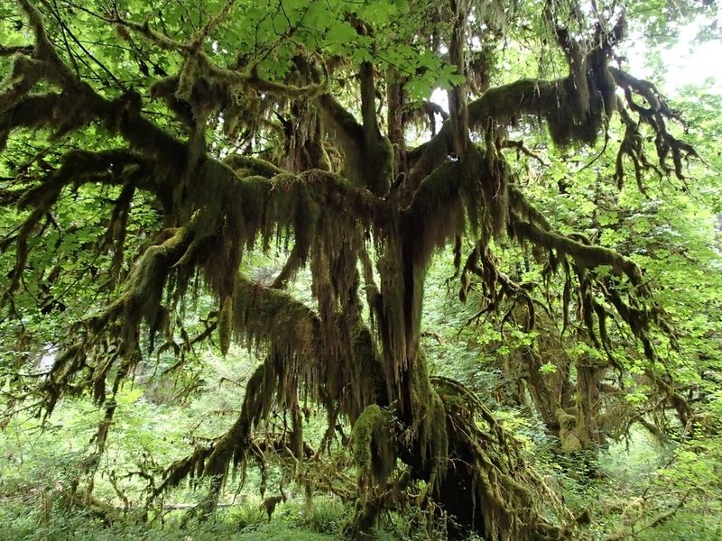 Hoh Rain Forest