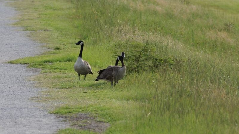 Pea Island National Wildlife Refuge