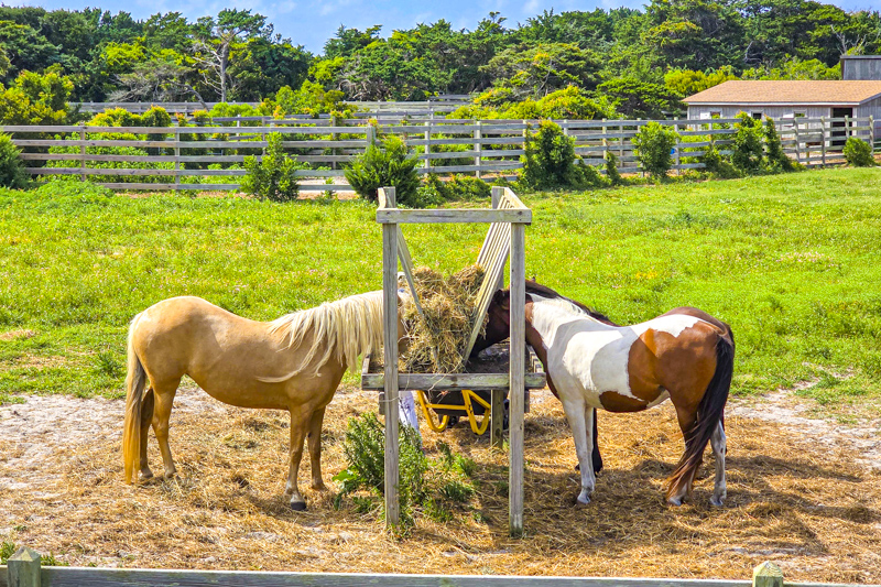 Ocracoke Pony Pens