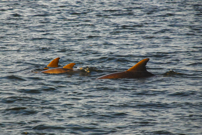 Croisi&egrave;re d'observation des dauphins