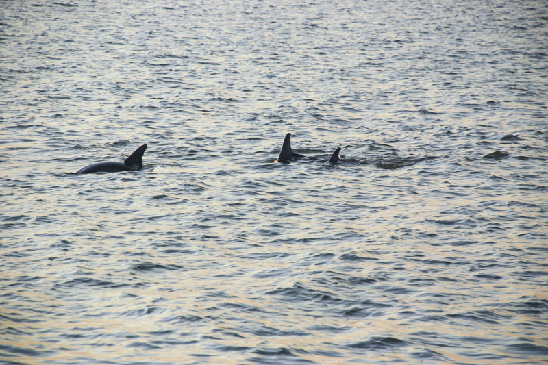 Croisi&egrave;re d'observation des dauphins