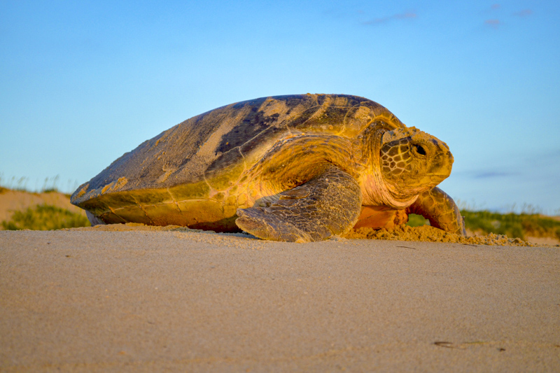Tortue verte