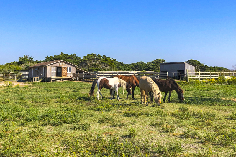 Ocracoke Pony Pens