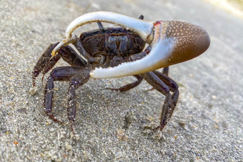 Crabe