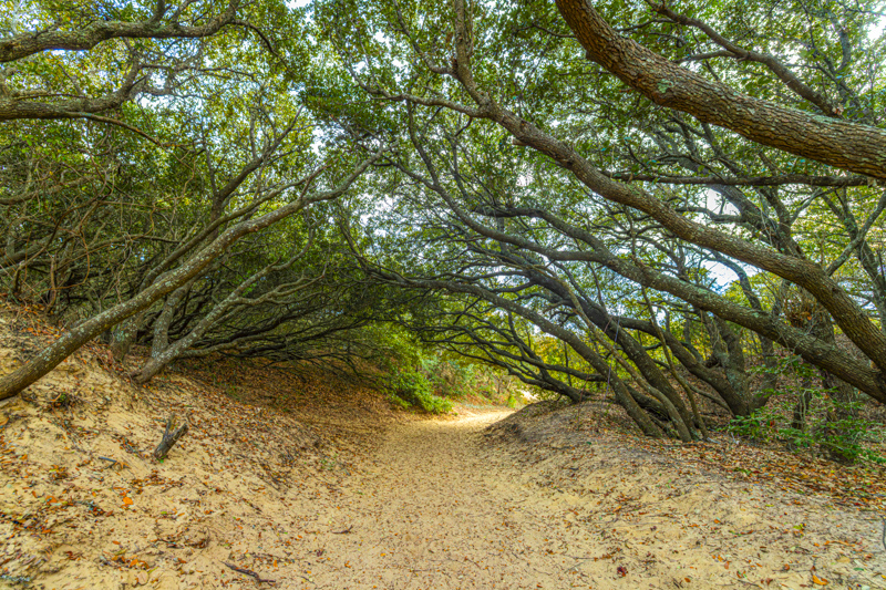 Jockey's Ridge State Park