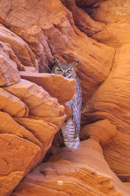 Owl Canyon